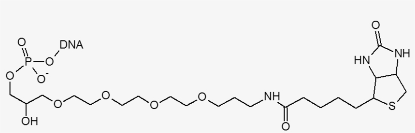 Label For Binding Oligos To Streptavidin - Line Art, transparent png download