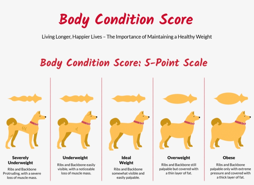 Underdog Web Get Started2 - Companion Dog, transparent png download