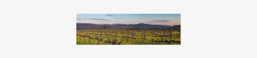 Napa Valley Wine Country Panorama At Sunset In Winter - Field, transparent png download
