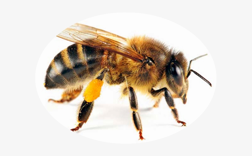 La Importancia De La Miel De Abeja - Honey Bee, transparent png download