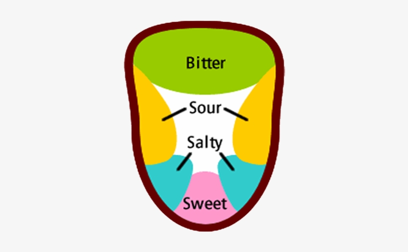 Tongue Map Myth Featured - Tongue Map, transparent png download