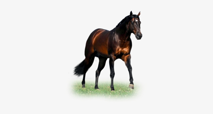 Gota Lota Potential - Horse, transparent png download