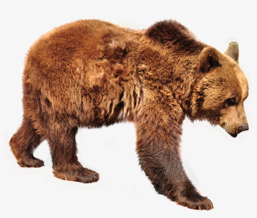 Bear, Brown Bear, Isolated, Nature, Animals, Forest - Bear, transparent png download