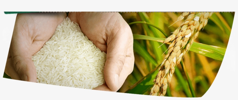 Welcome To Narmada Basmati Rice - Company, transparent png download