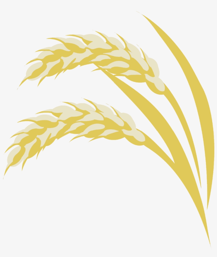 Akita Rice Fields - Emmer PNG Image | Transparent PNG Free Download on ...