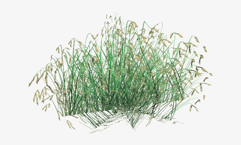 Rice - Arrowgrass Family, transparent png download