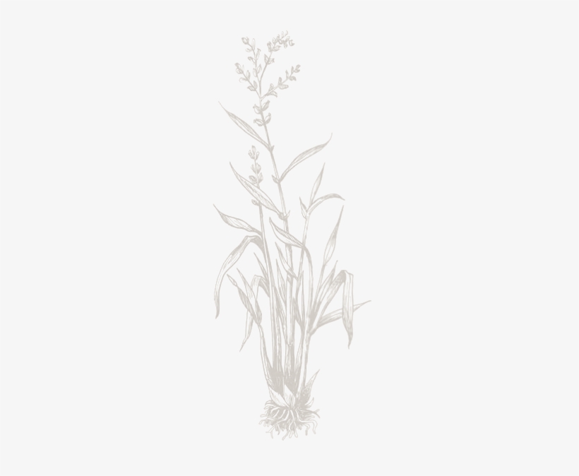 Mata De Arroz Animada, transparent png download