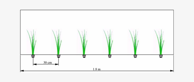 Specification Of Rice Cultivation - Grass, transparent png download