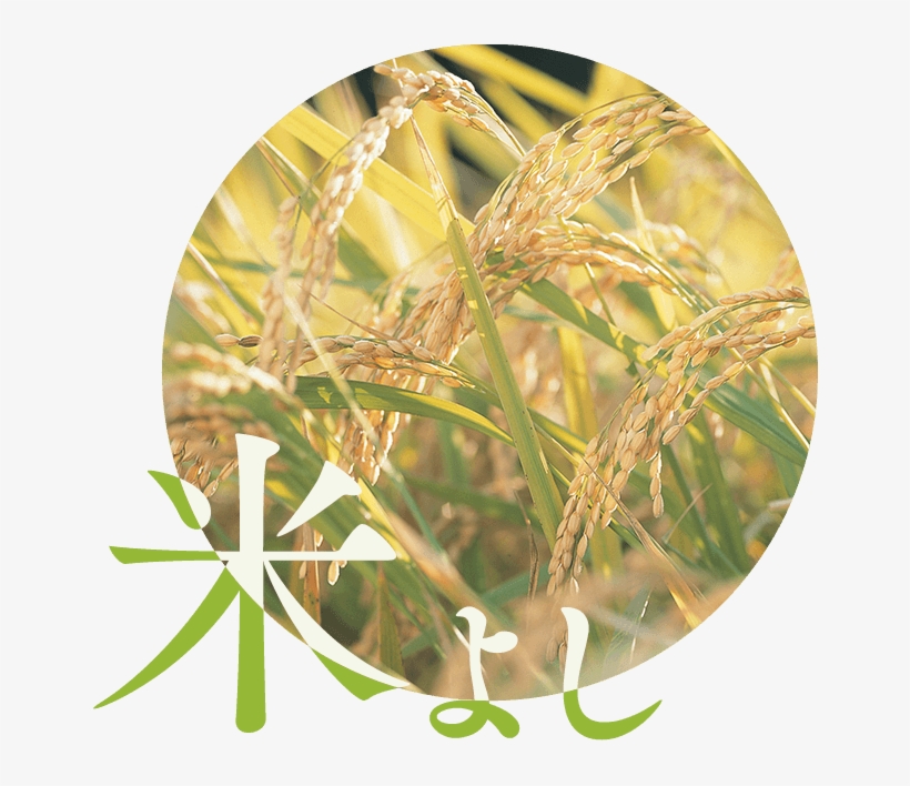 Mochikichi Specially Selects Only The Finest Domestically - Crop, transparent png download