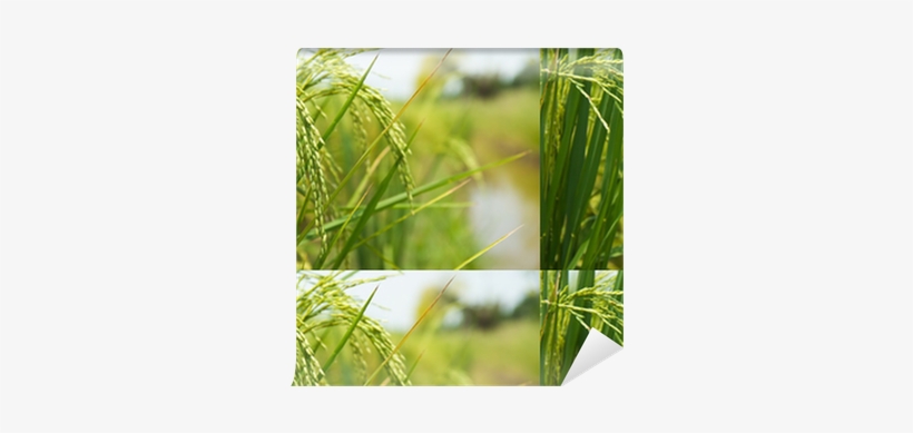 Rice, transparent png download
