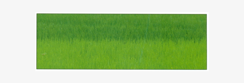 Rice Nitro5 - Grass, transparent png download