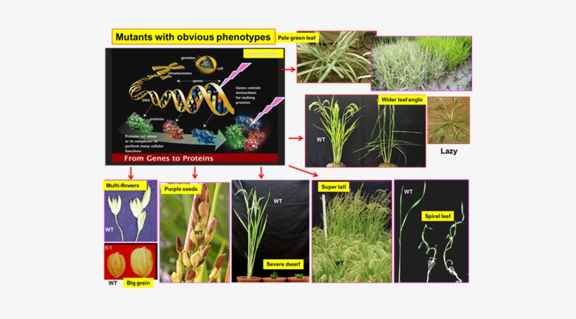 We Are Pursuing Several Major Projects For Improving - Bioinformatics And Computational Technologies, transparent png download