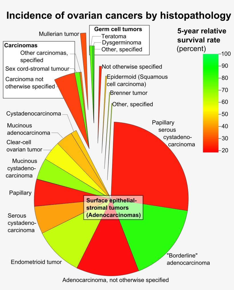 Photos Of Ovarian Cancer Survival Rate - Incidence Of Ovarian Cancers By Histopathology, transparent png download