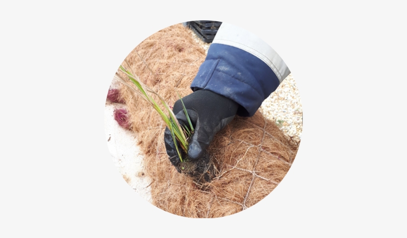 Natural Conditions From Our Own Nurseries We Supply - Natural Environment, transparent png download