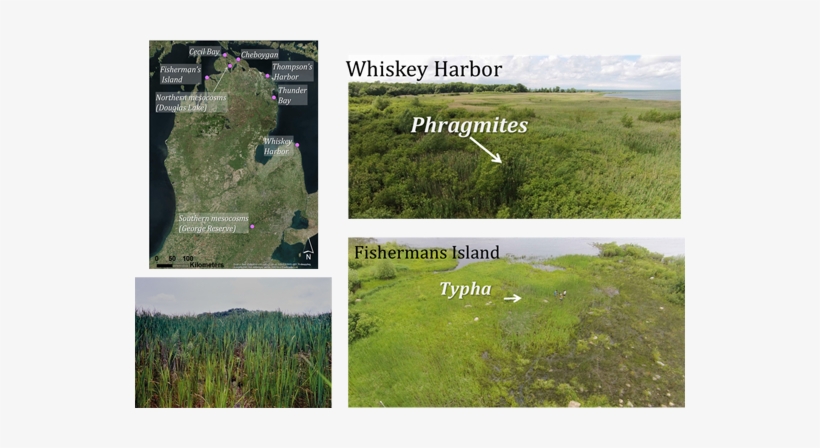 Typha X Glauca Invading Sedge-rush Marsh In Northern - Common Fig, transparent png download