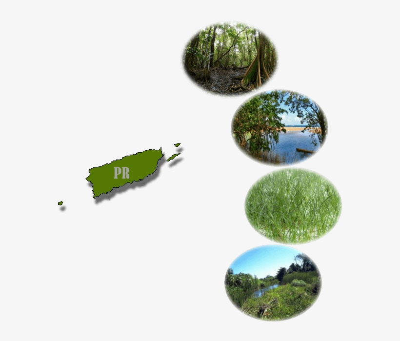 Caribbean Wetland Type - Wetland, transparent png download