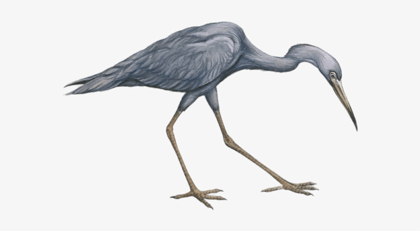 Little Blue Heron Drawing, transparent png download