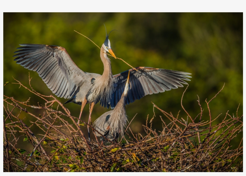 Great Blue Heron, transparent png download