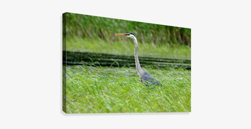 Great Blue Heron, transparent png download
