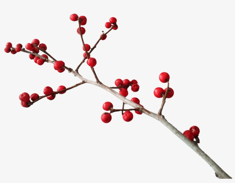 Descargar - Christmas Berries Clipart, transparent png download