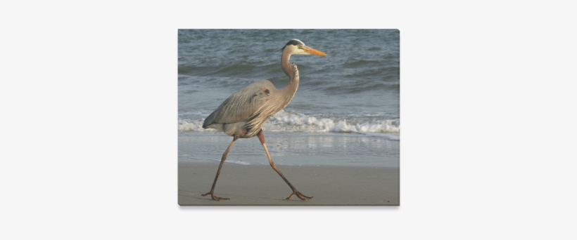 Blue Heron Stride Canvas Print - Canvas Print, transparent png download