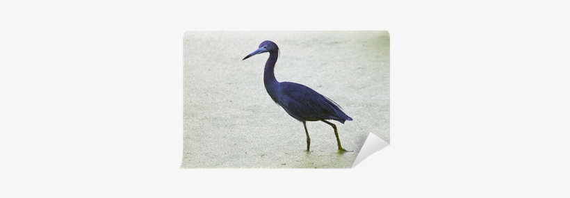 Ibis, transparent png download