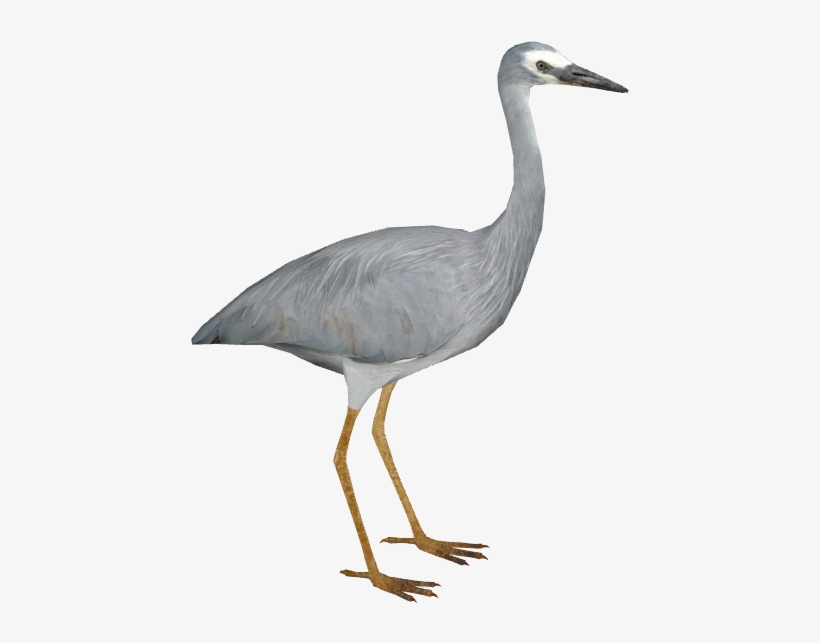 White-faced Heron - Heron, transparent png download