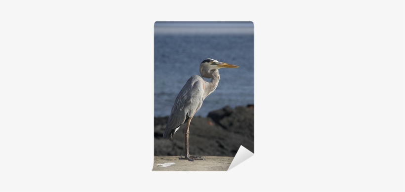 Great Blue Heron, transparent png download