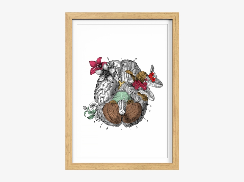 Cuadro Cerebro Blanco - Painting, transparent png download