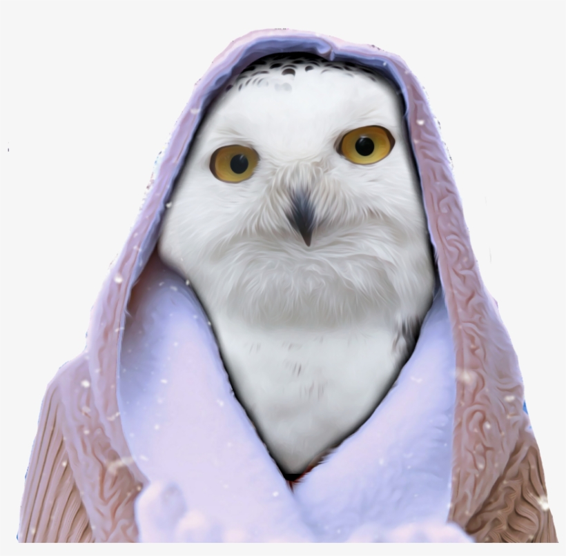 Freetoedit Owl Hoodie Snow Winter White Png Nobackgroun - Barn Owl, transparent png download