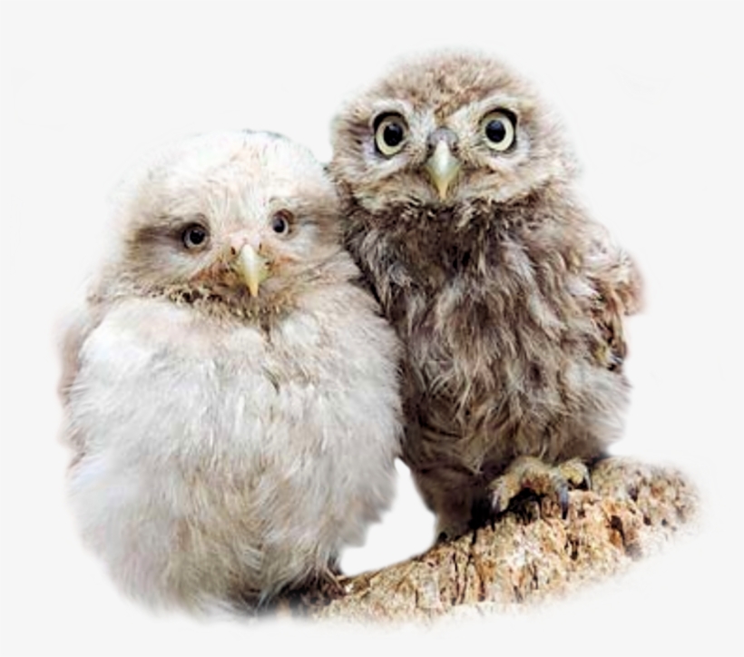 Hooters Owls, transparent png download