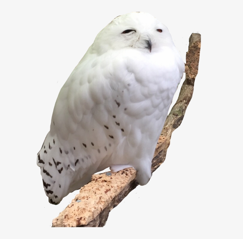 Report Abuse - Snowy Owl, transparent png download