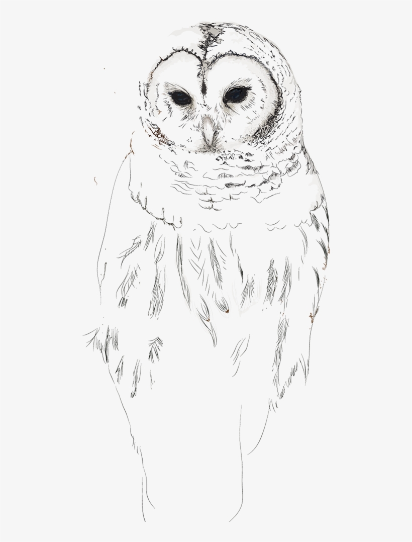 Snow Owl Theme - Sketch, transparent png download