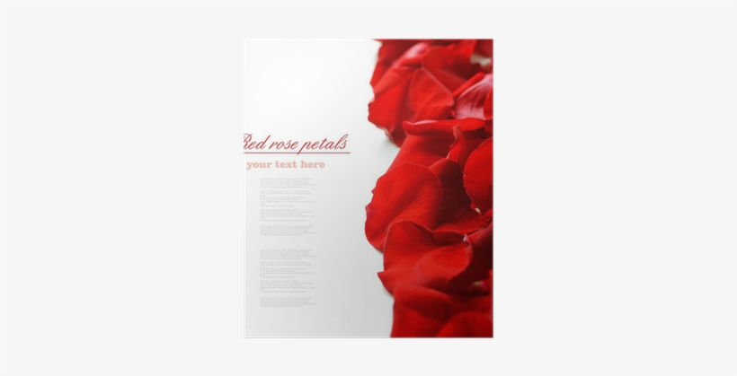 Garden Roses, transparent png download