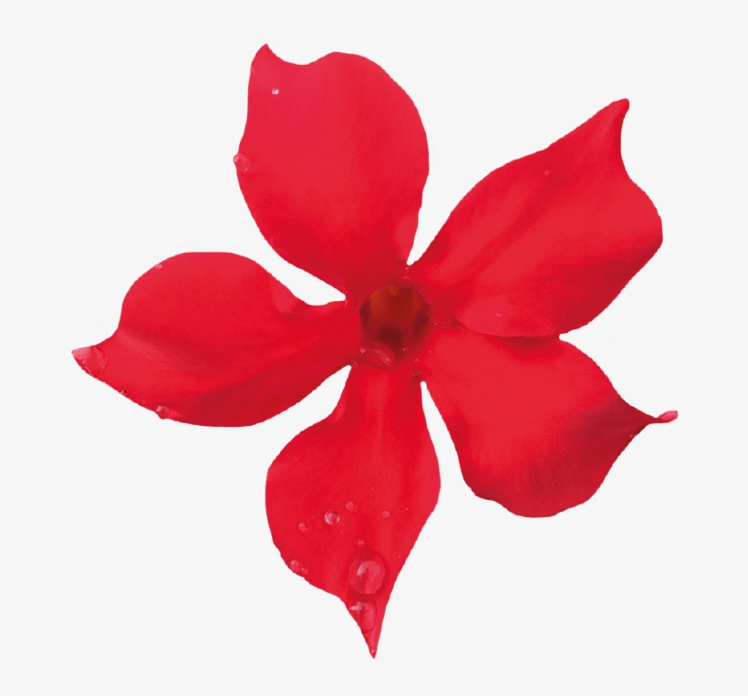 Sundaville Mini Scarlet - Unique Thanksgiving Door Decor, transparent png download