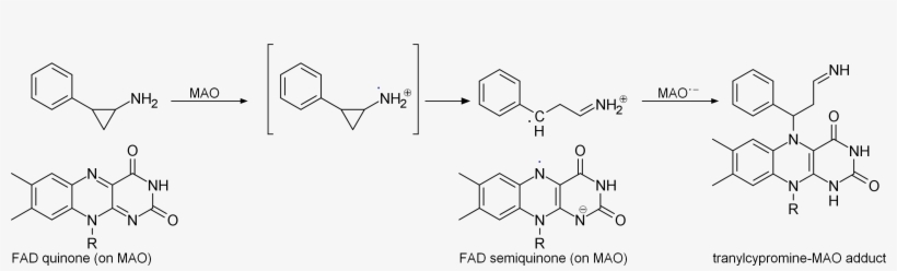 Tranylcypromine Mao Inhibiton - Molecule, transparent png download