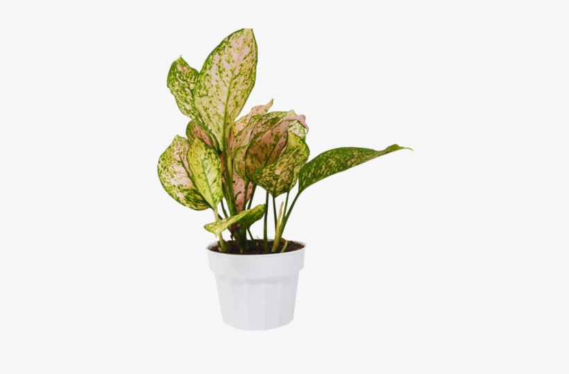 Chinese Evergreen Plants Will Thrive In Low To Bright, - Philippine Evergreen, transparent png download