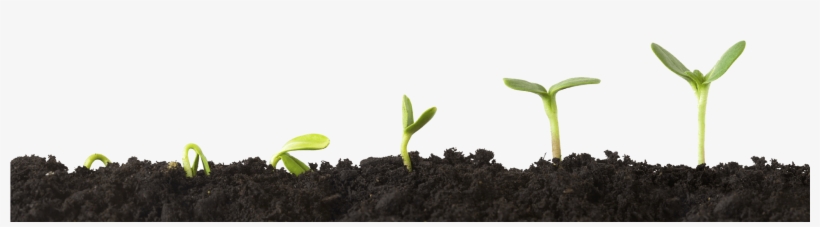 Cropped Plant Growing - Soil Poisoning, transparent png download
