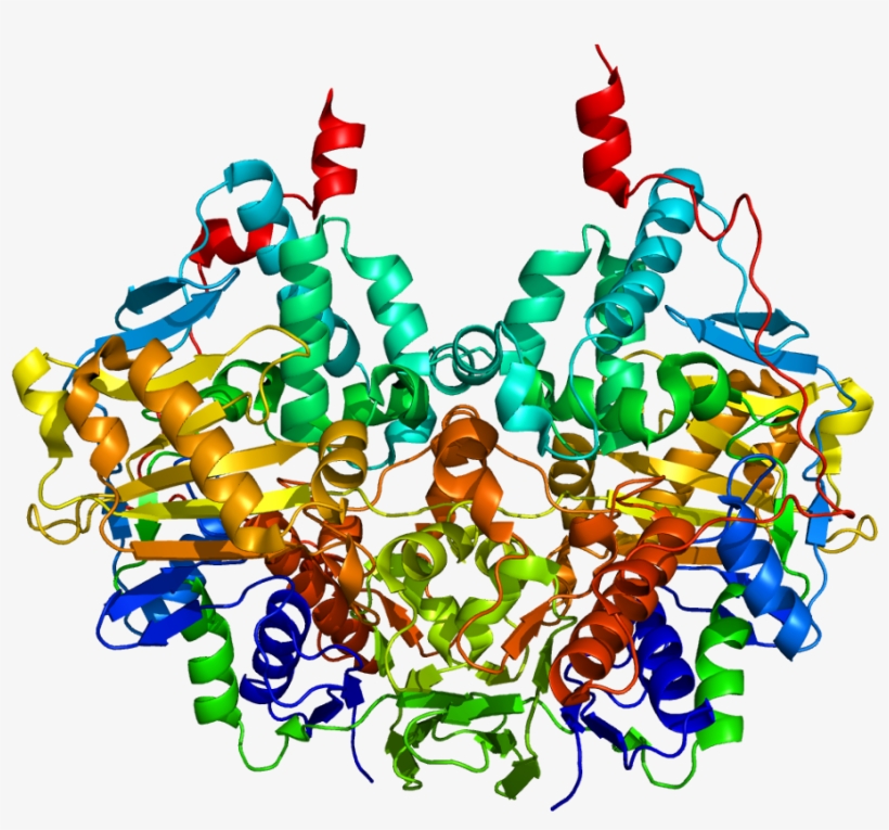 Monoamine Oxidase B Structure, transparent png download