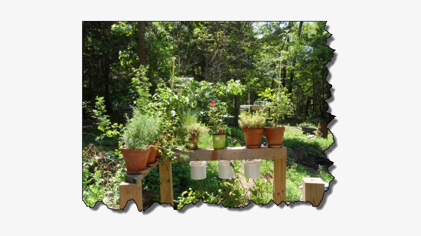 What You Can Grow Upside-down - Grow Plants In Garden, transparent png download