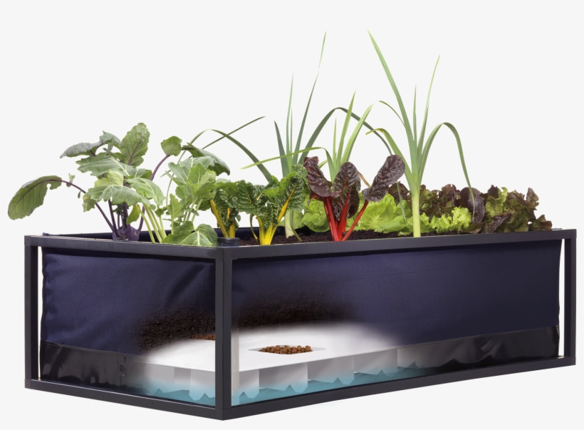 Specially - Fish Tank Growing Vegetable Png, transparent png download