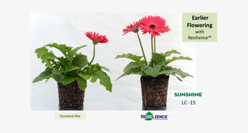 Resilience In Gerbera - Transvaal Daisy, transparent png download