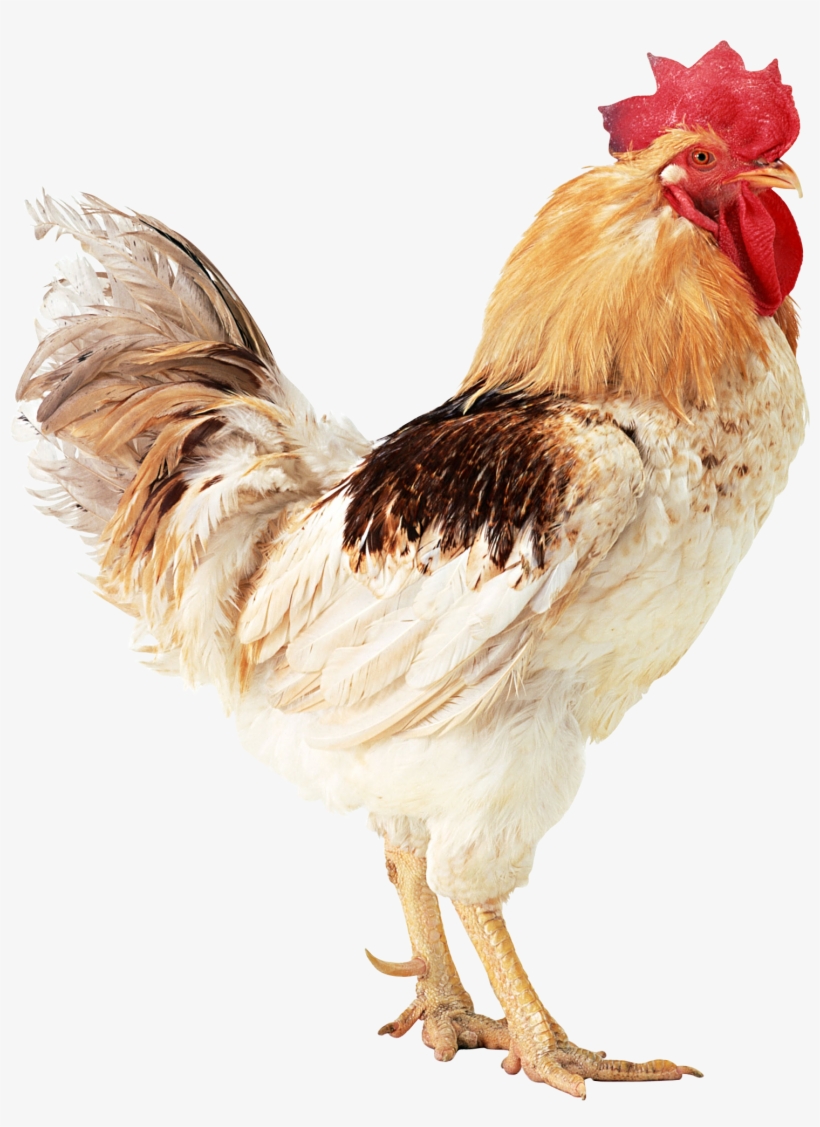 Cow Png Image - Bwogue Wooden Chicken Flexible Ladder,parrot Chicken, transparent png download