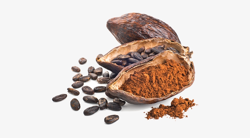 The Beans Are Processed To Create Cocoa Paste, Cocoa - Cocoa Bean Powder, transparent png download