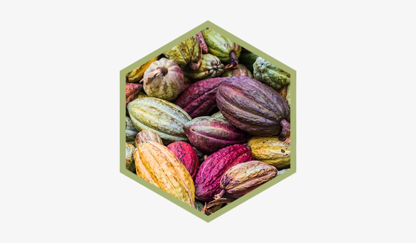 Organic Cacao - Fair Trade Cocoa Beans, transparent png download