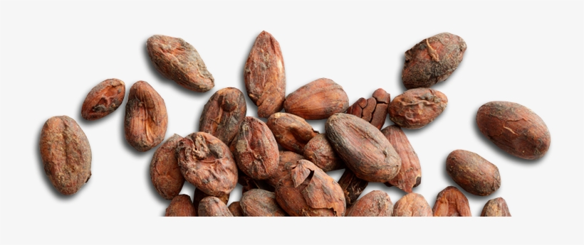 Making Darn Good Chocolate - Cocoa Bean, transparent png download