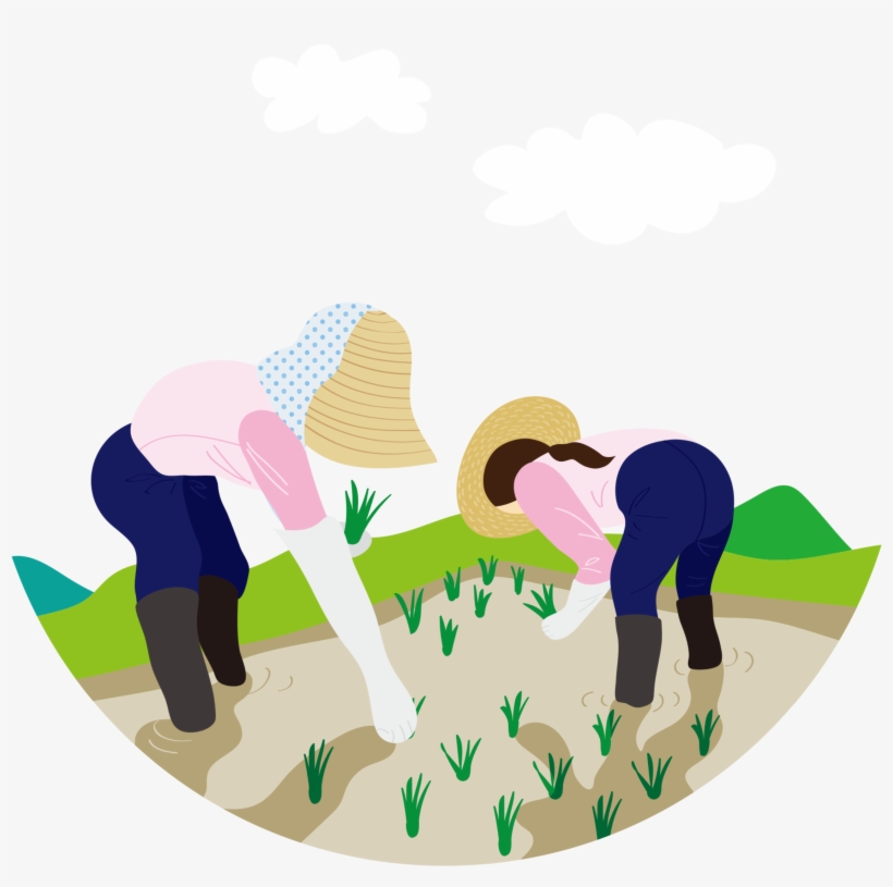 Fresh Pastoral Wind Field Wild Rice Transplant Festival - Illustration, transparent png download