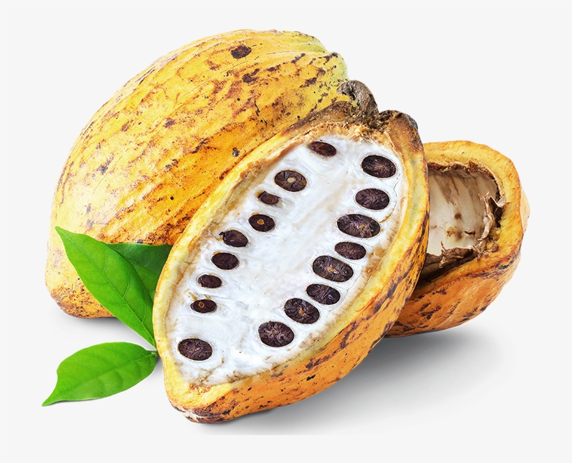 But What About That Fruity White Pulp That Hugs The - Cocoa Bean, transparent png download