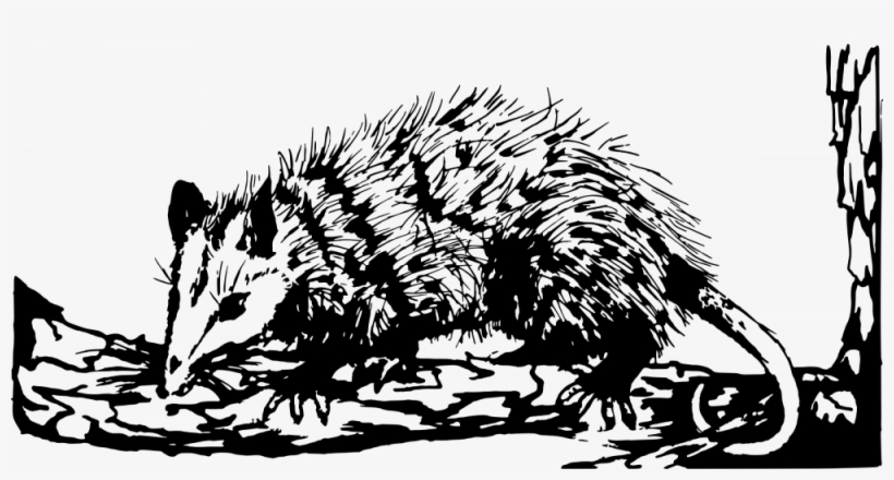 How Snow Almost Ruined Calculus For Me - Opossum Clipart Black And White, transparent png download