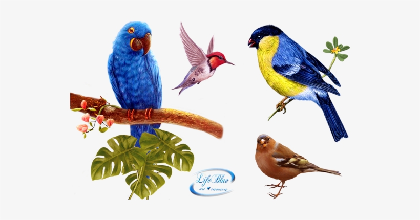 Birds Png Fils - Parrots Transparent Background, transparent png download